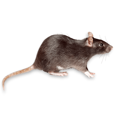 Rat